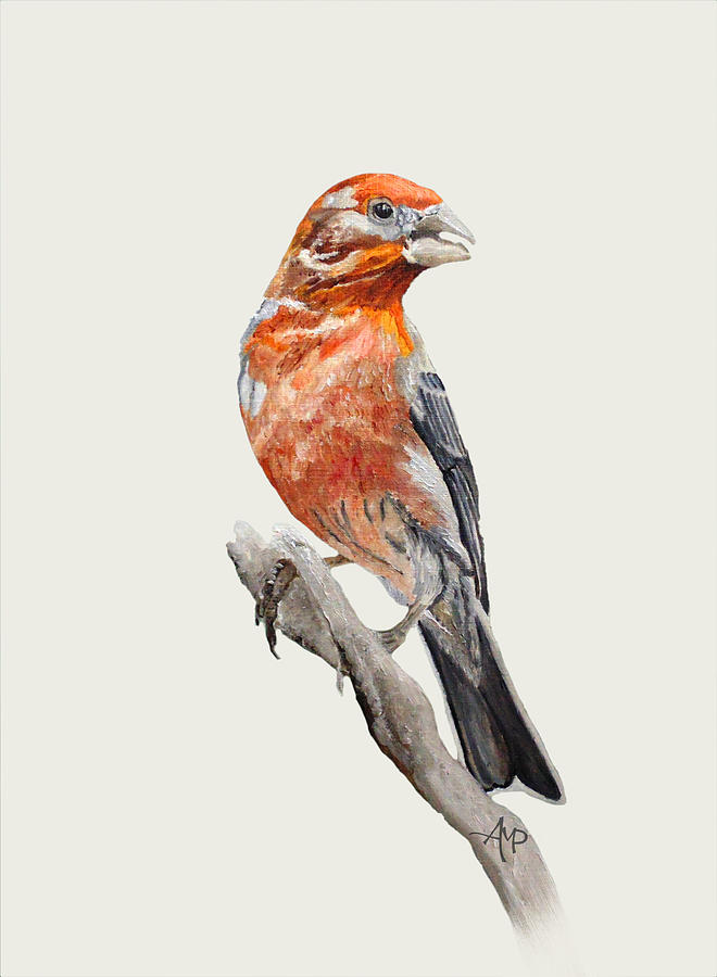 Finch Painting - Male House Finch I by Angeles M Pomata