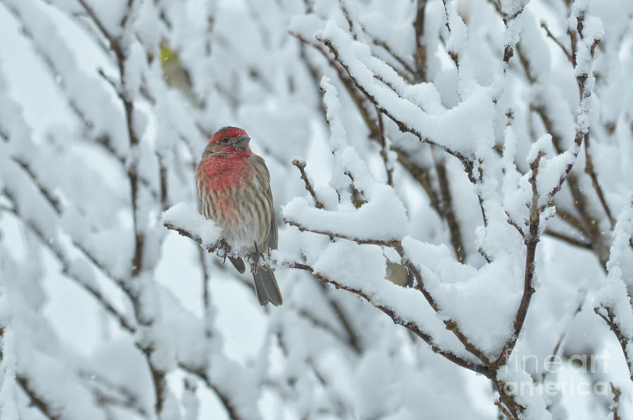 Male House Finch in Snow Photograph by Sari ONeal