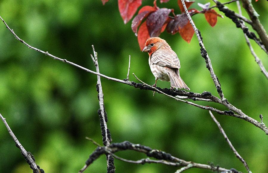 Male House Finch in Tree Photograph by Evan Foster