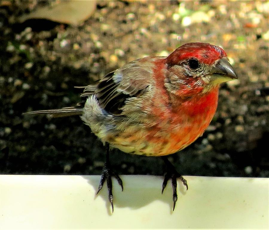 Male House Finch Photograph by Linda Stern