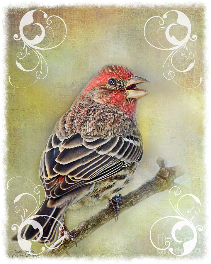 Male House Finch with decorations - New Version Photograph by Debbie Portwood