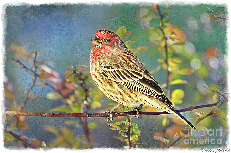 Male Housefinch with Colorful Leaves -  New Version Photograph by Debbie Portwood
