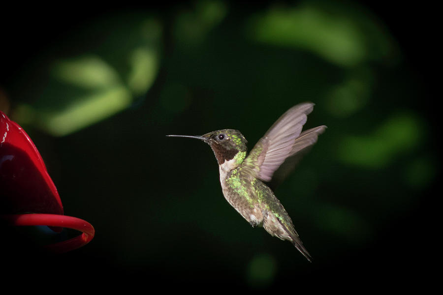 male ruby throated hummingbird in August Photograph