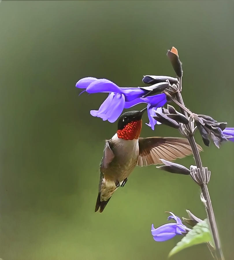 Male Hummingbird in the Garden Photograph by Mary Lynn Giacomini - Fine ...