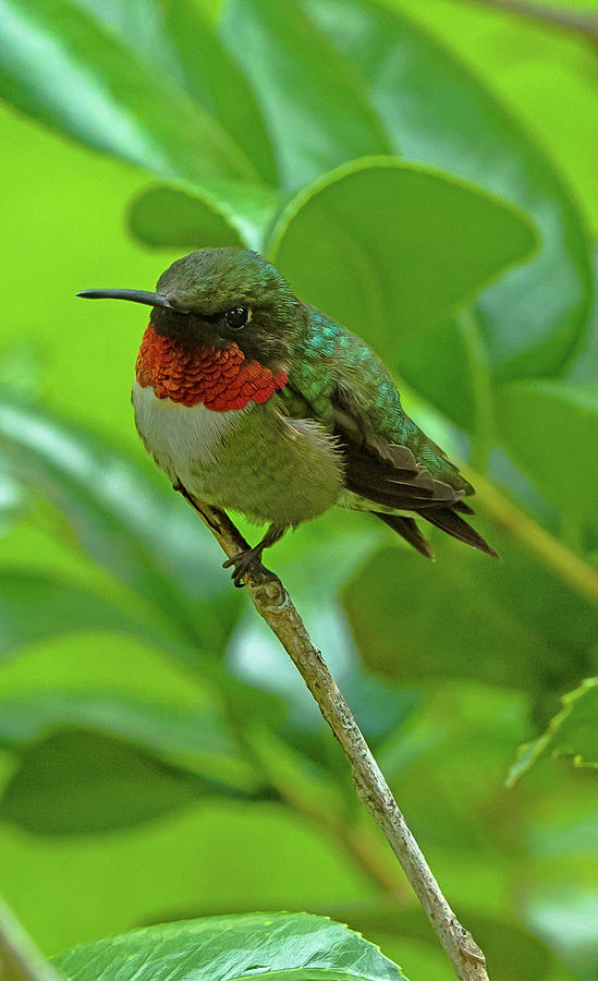 Male Hummingbird Photograph by John Harding