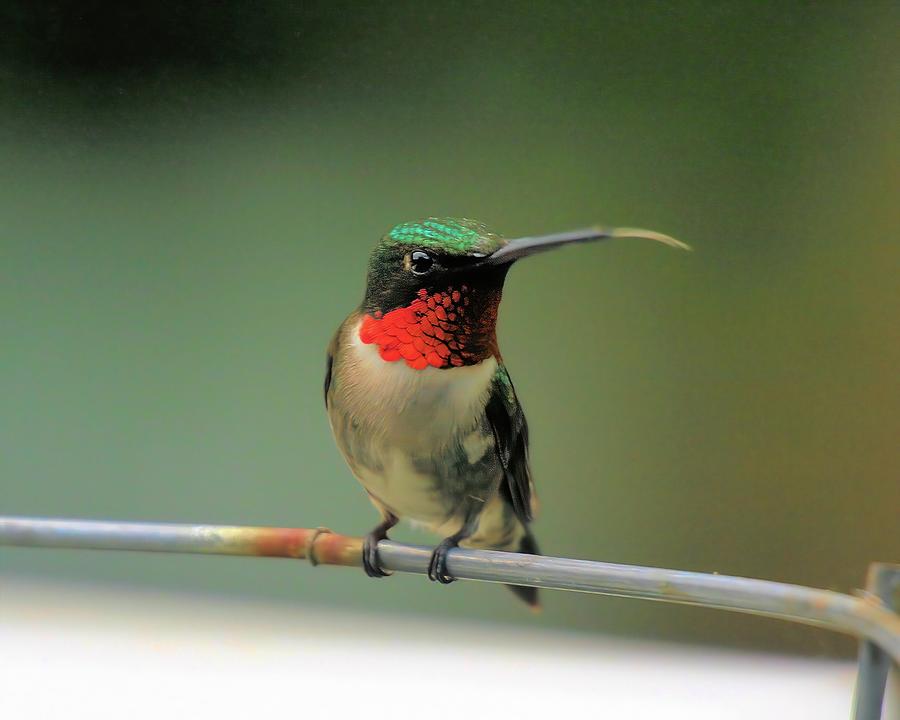 Male Hummingbird On Tomato Cage Photograph by Daniel Beard