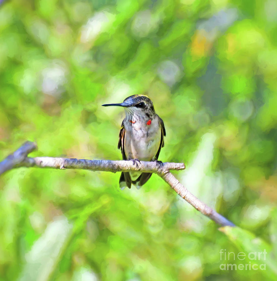 Male Hummingbird Perched on a Branch Photograph by Kerri Farley