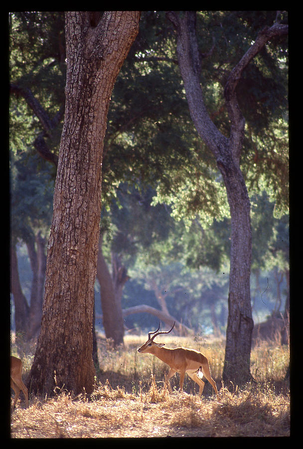 Male Impala in Forest Photograph by Russ Considine