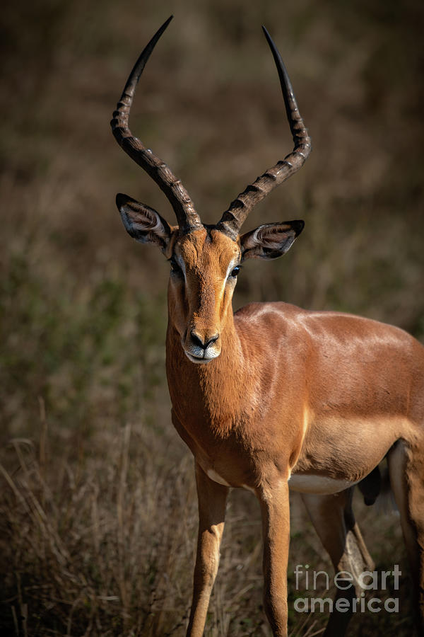 Male Impala In South Africa Photograph