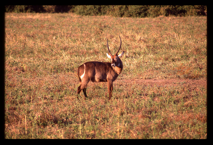 Male Impala Standing in Field Photograph by Russel Considine