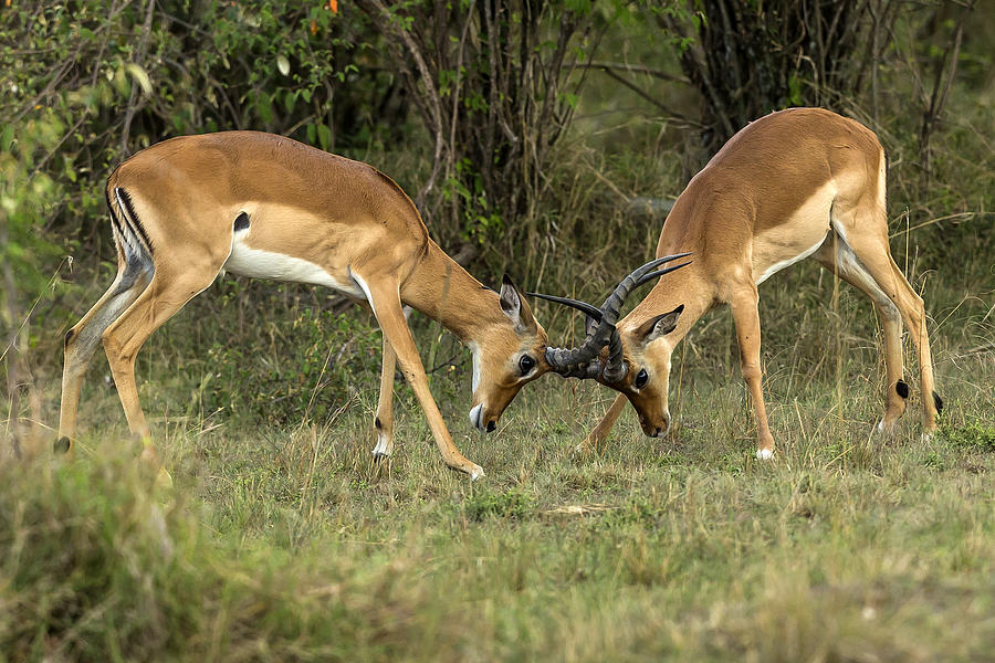 Male impalas play fighting. Photograph by Manoj Shah