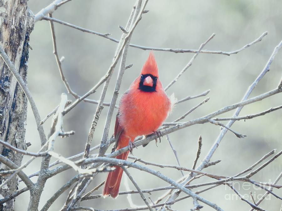 Male In Late Winter Photograph by Eunice Miller