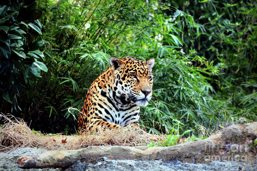 Male Jaguar Photograph