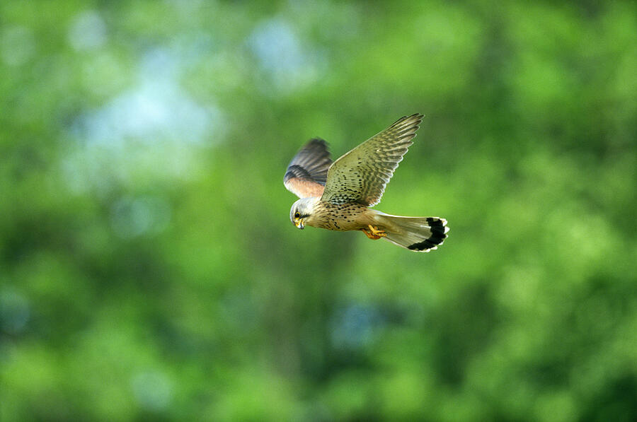 Male Kestrel (Falco tinnunculus) hovering in flight Photograph by Mark Hamblin