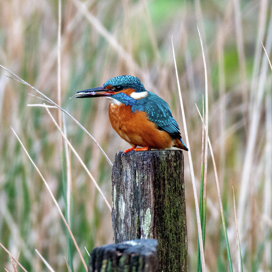 Male Kingfisher with Lunch Photograph by Mark Hunter