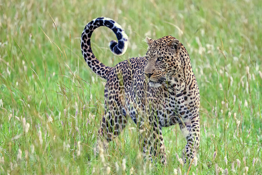 Male Leopard of Kenya Photograph by Eric Albright - Pixels