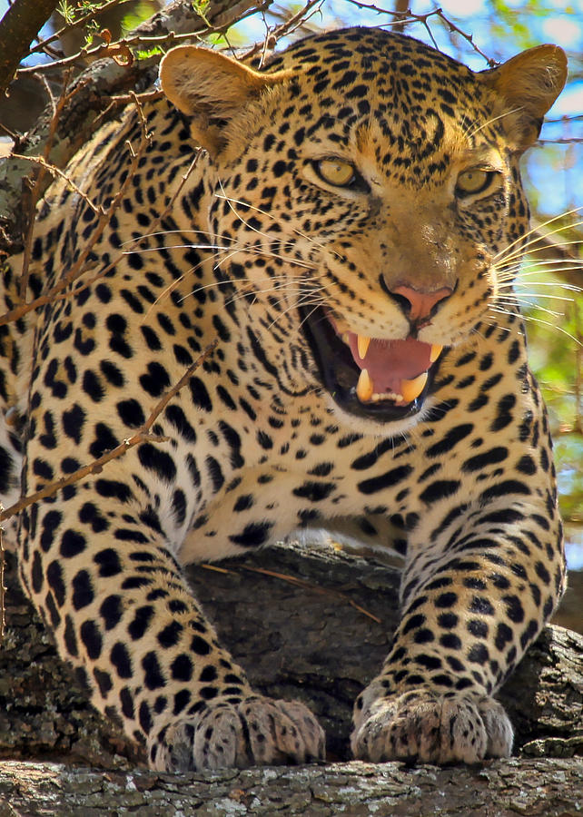 Male Leopard - Tanzania Photograph by Gene Taylor