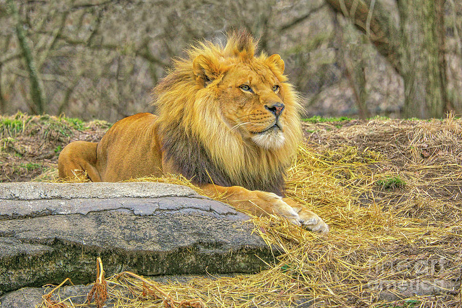 Male Lion at the Zoo  Photograph by Randy Steele