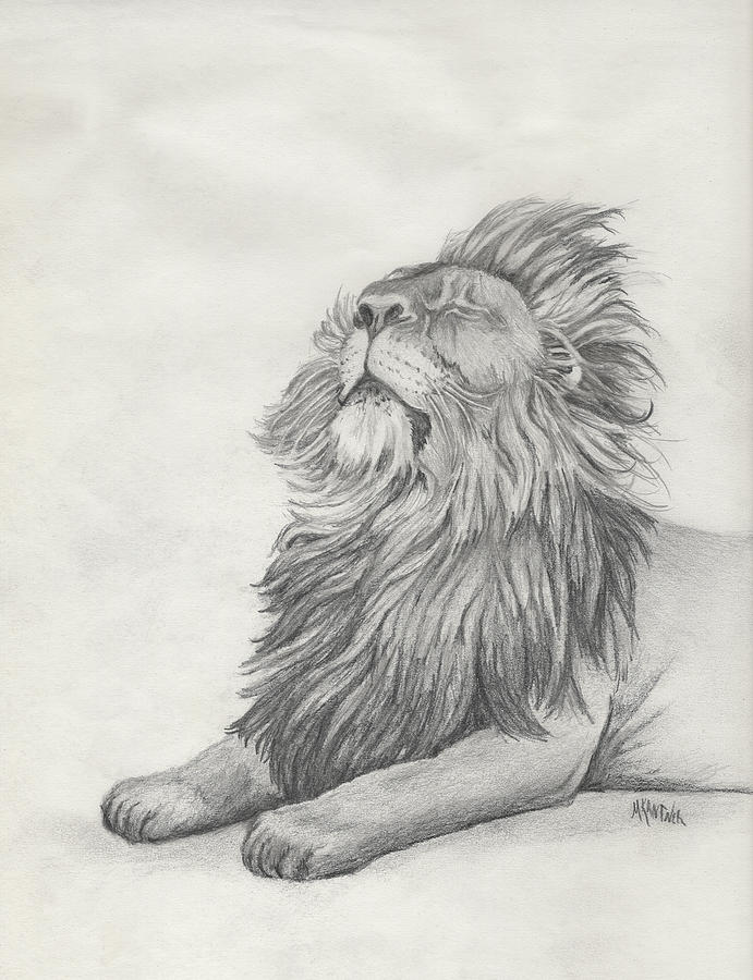 Male Lion Drawing Drawing by Melodie Kantner