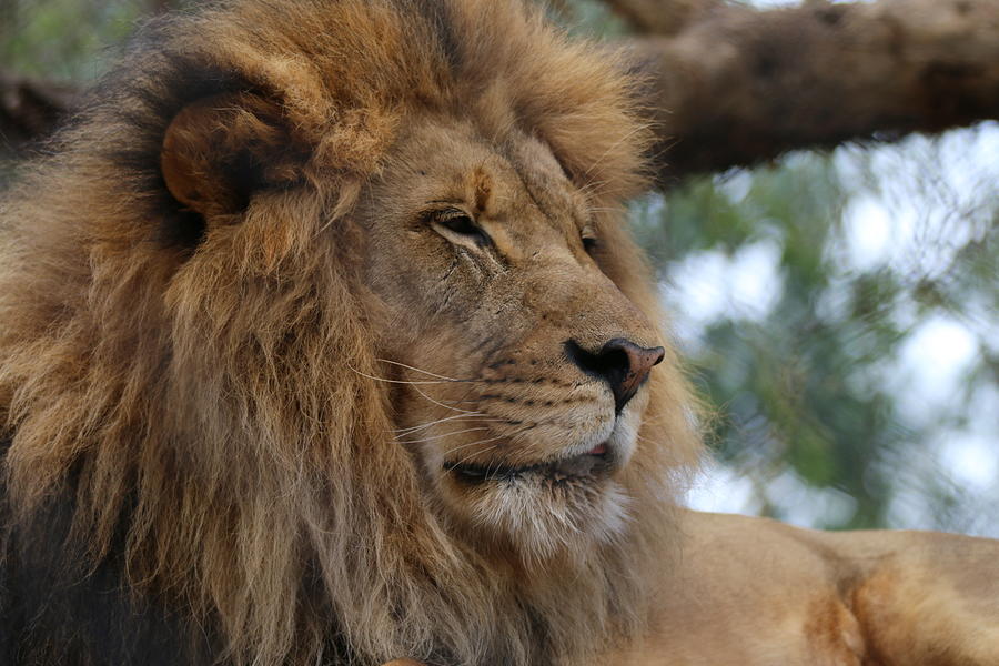 Male Lion Photograph by Edward R Wisell