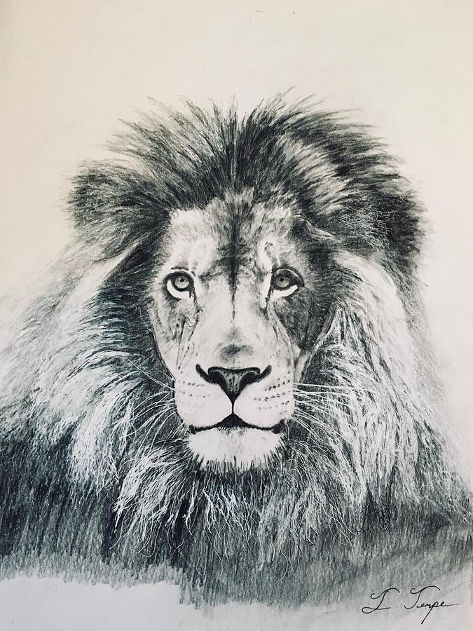 Male Lion Drawing By Frederick Terpe - Fine Art America