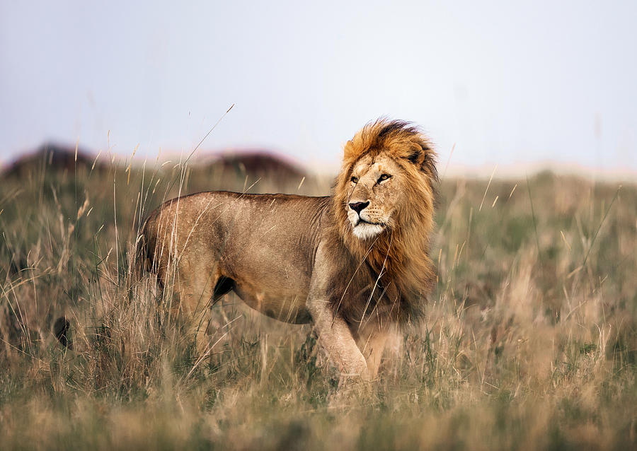 Male lion in Masai Mara national park. Photograph by Skynesher