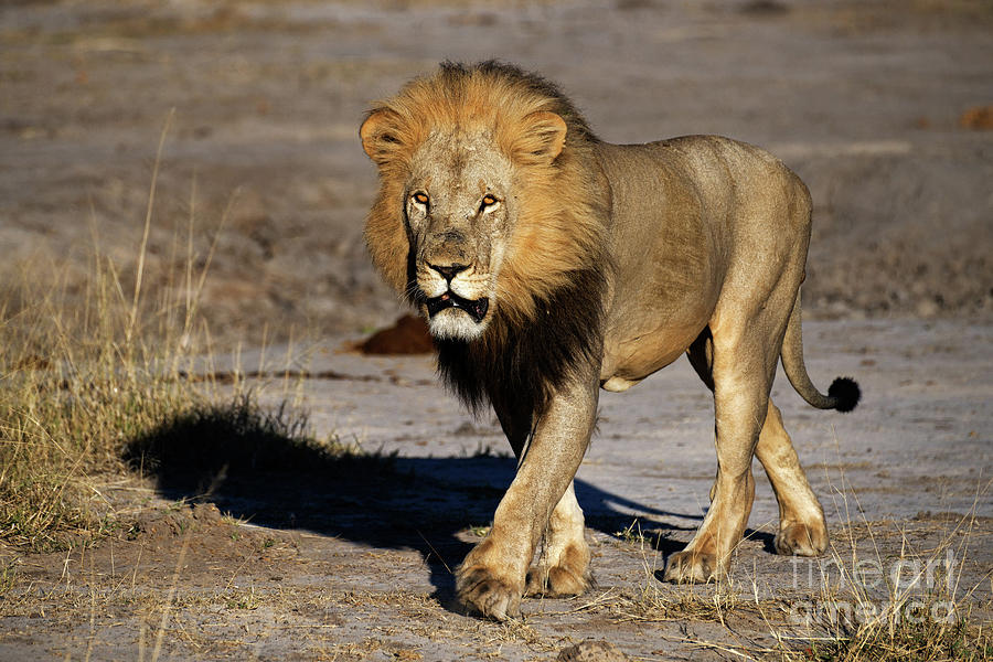Male Lion in Okavango Delta of Botswana Photograph by Tom Schwabel