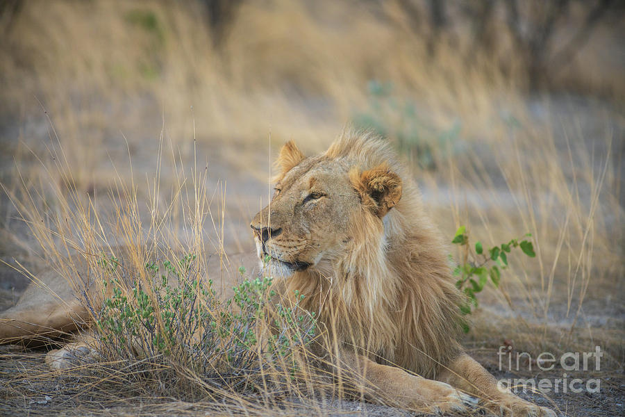 Male Lion In The Grass Etosha Namibia Photograph