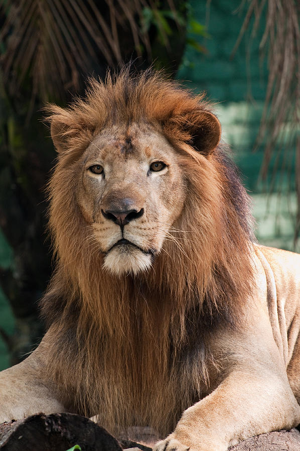 Male lion (Panthera leo) at Zoo Negara. Photograph by Anders Blomqvist