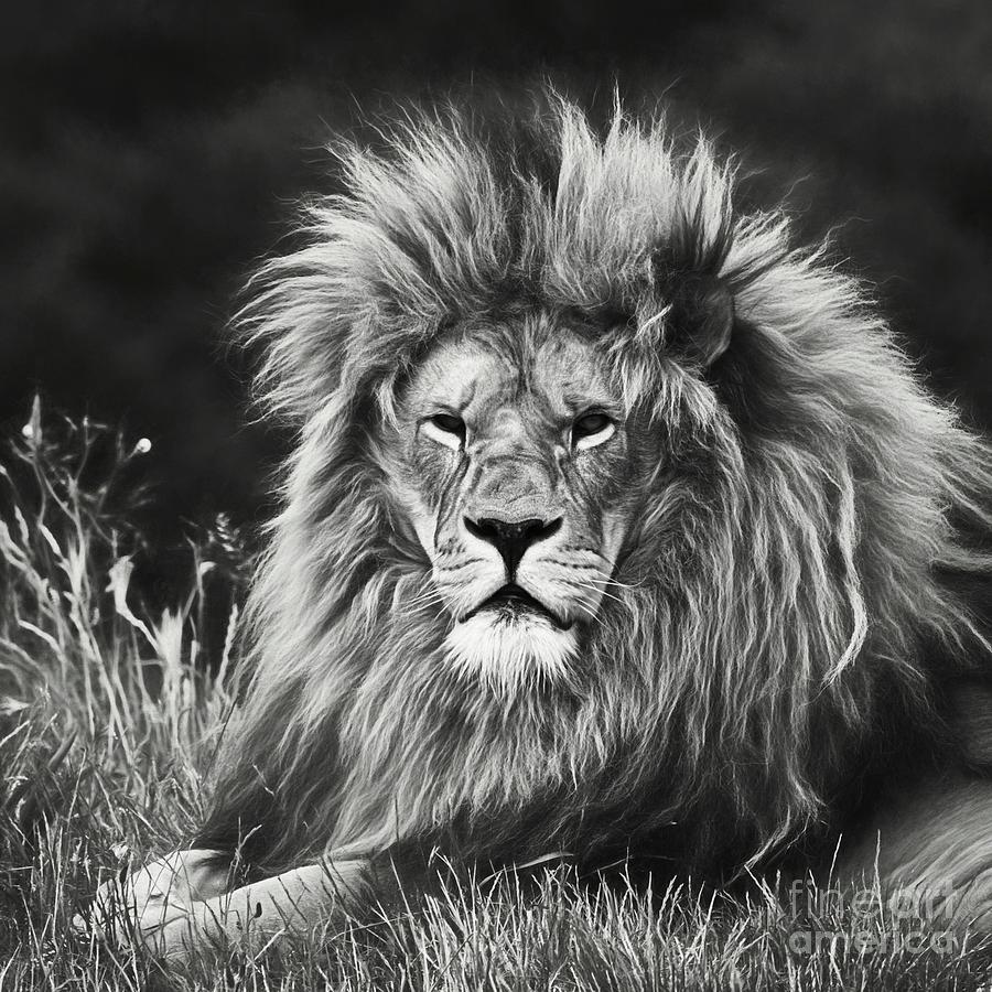 Male Lion Portrait 4 Photograph by Philip Preston