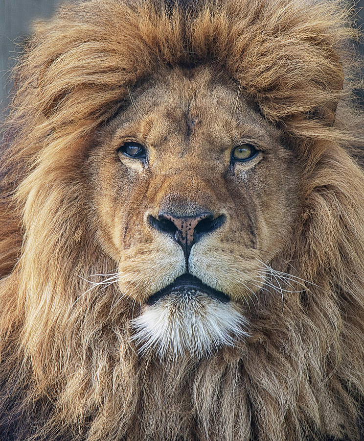 Male Lion Portrait Photograph by Gareth Parkes
