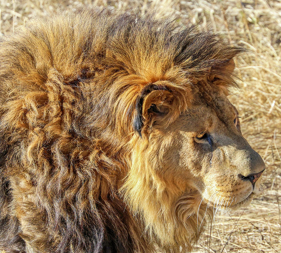 Male Lion Portrait Photograph by Shirley Dutchkowski