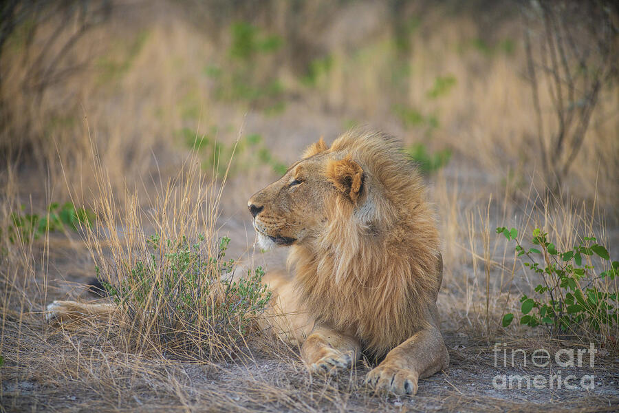Male Lion Relaxing In Nambia Photograph