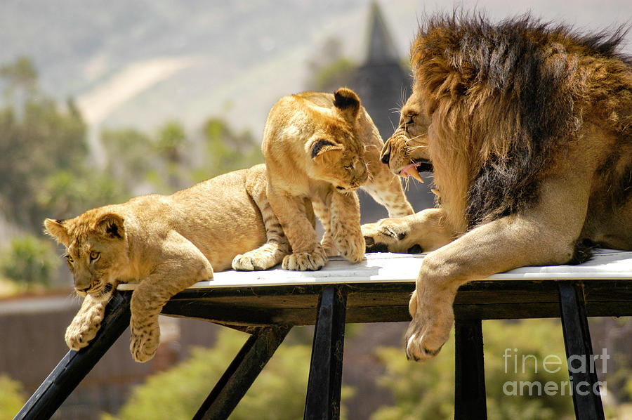 Male lion scolding his cubs and showing his teeth. Photograph by Gunther Allen