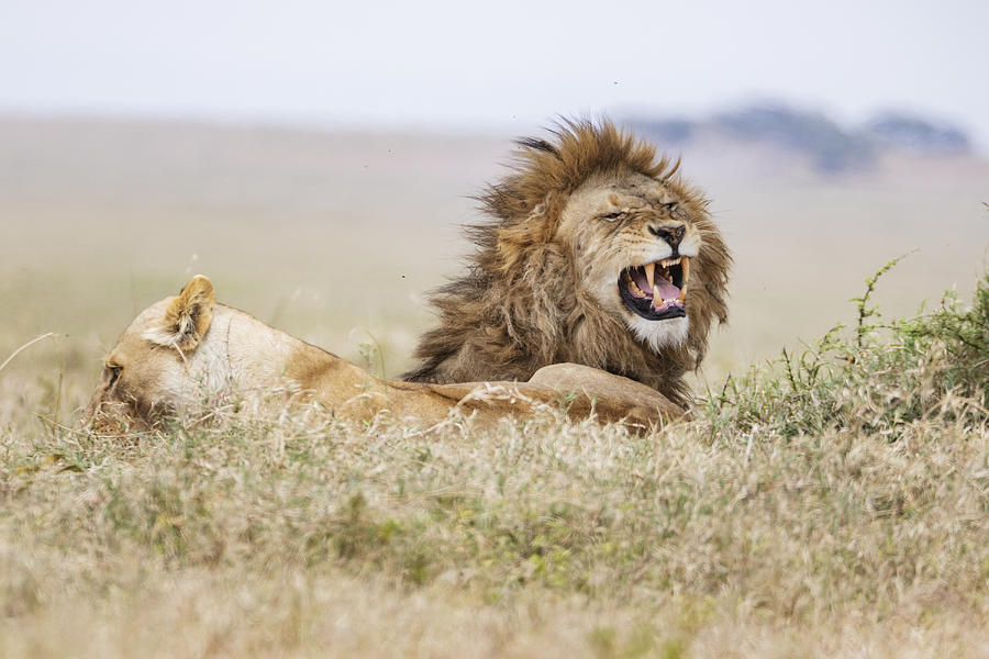 Male Lion Showing Flehmens Response Photograph by Jeremy Woodhouse