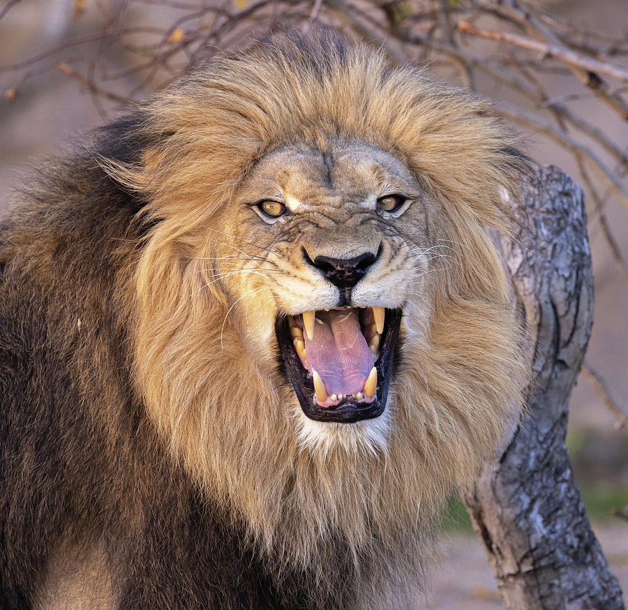 Male Lion Snarling Photograph by Phillip Rubino