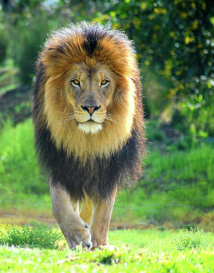 Male Lion stalks prey with piercing gaze. Photograph by Gunther Allen