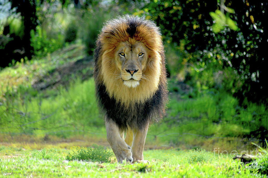 Male Lion walking towards the camera. Photograph by Gunther Allen
