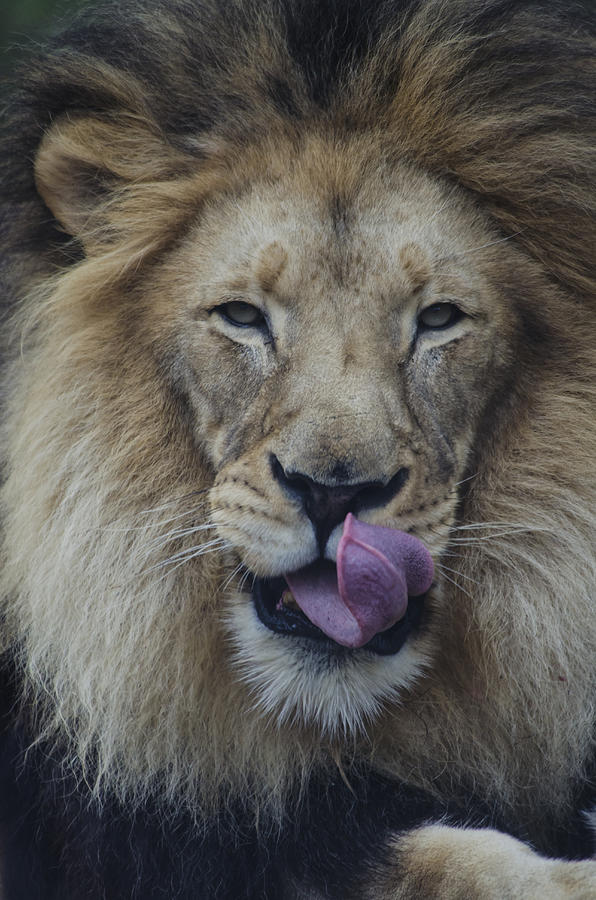 Male lion with tongue out Photograph by Mark Newman
