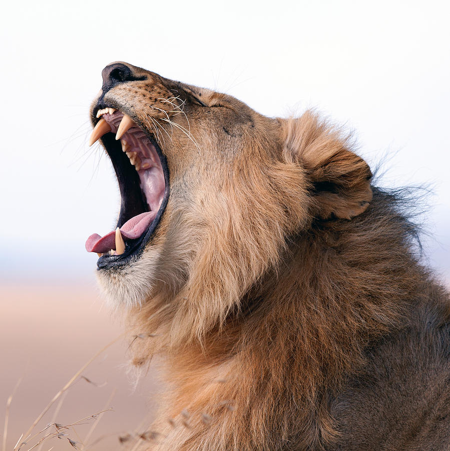 Male Lion Yawning Photograph by Munib Chaudry