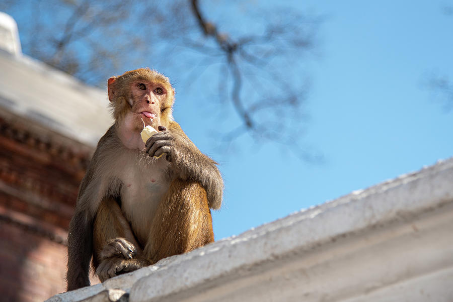 Male macaque monkey sitting on the roof of a temple and eating. Photograph by Michalakis Ppalis