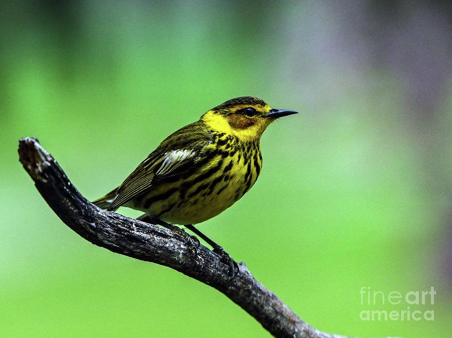 Male Magnolia Warbler Passing Through Photograph
