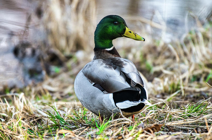 Male Mallard Duck Photograph by Anthony Sacco