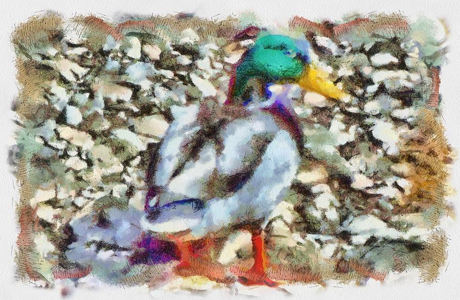 Male Mallard Duck Mixed Media by Christopher Reed