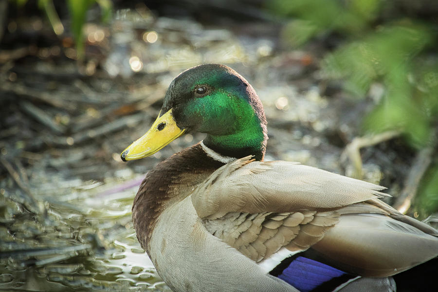 Male Mallard Duck Close-up Photograph by Joni Eskridge