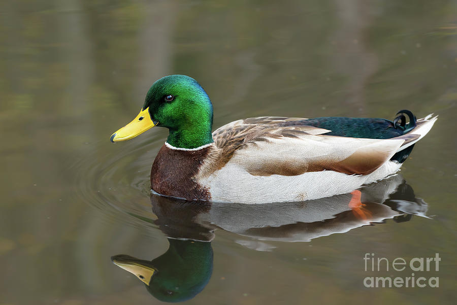 Male Mallard Duck in a Pond in Seattle Photograph by Nancy Gleason