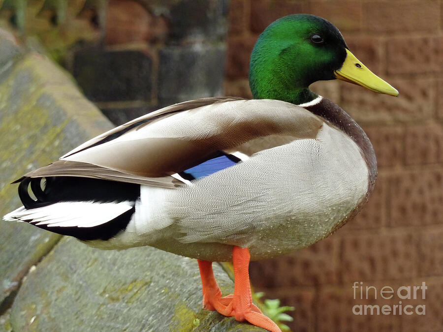 Duck Photograph - Male Mallard duck by Pics By Tony