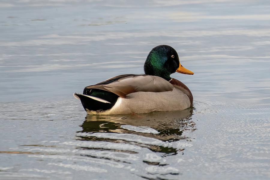 Male Mallard Duck Photograph by Robert Cochran - Fine Art America