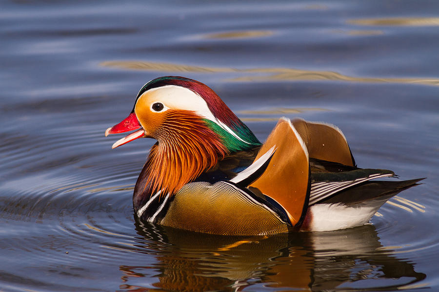 Male Mandarin Duck Photograph by Kneonlight