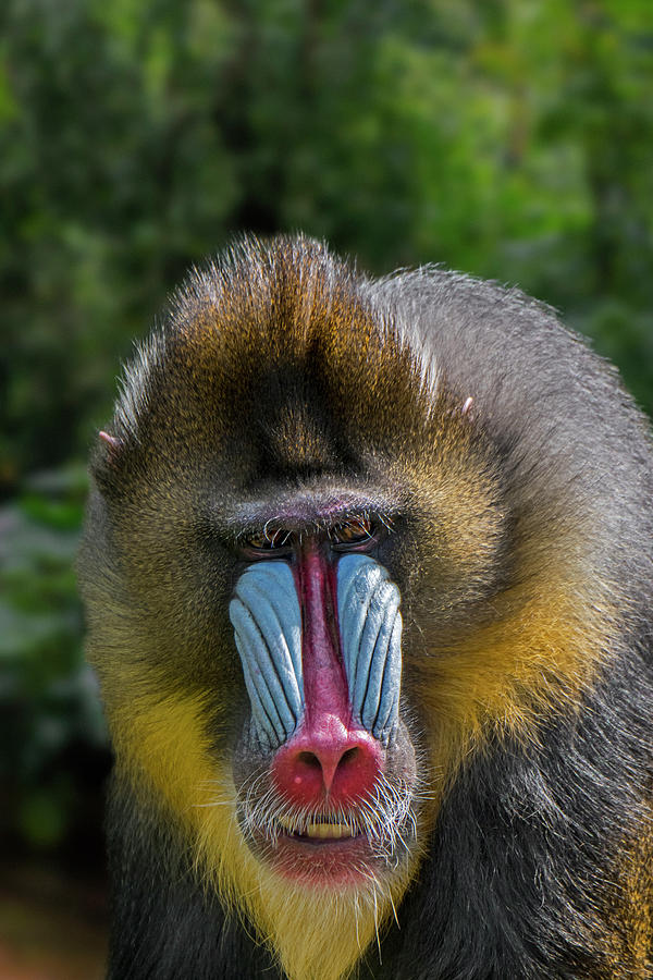 Male Mandrill Photograph by Arterra Picture Library